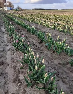manifestation champ de tulipes